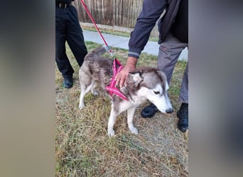 Saphira - liebe, menschenbezogene, aktive Sibirian-Husky-Mix Hündin / z.Zt. noch in Rumänien