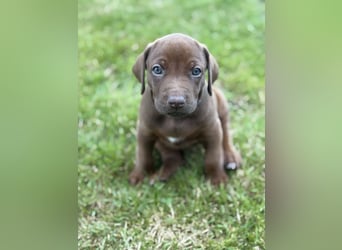 Rhodesian Ridgeback Welpen mit Papieren -Livernose-