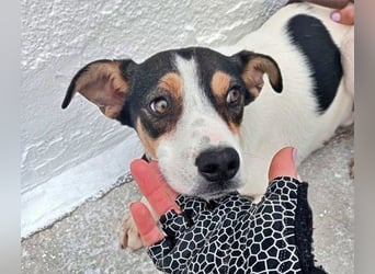 Aiko, will endlich das Tierheim verlassen