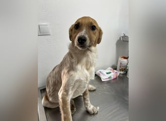Dringend Pflegestellen gesucht