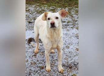 Casper (auf Pflegestelle Nähe Hannover)