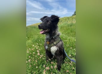 Laroche - Dein neuer bester Hundekumpel (32051 Herford)