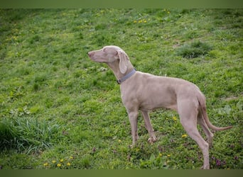 Weimaraner Hündin Melly