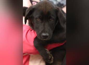 Hübscher Fido sucht seine Familie