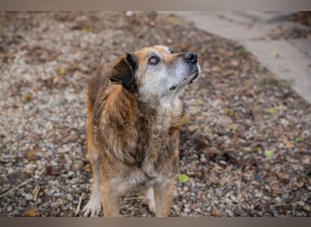 Mick: Sanfter Senior mit Charme