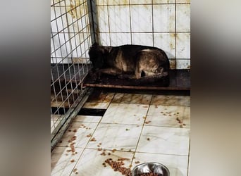 Schüchterne VIVA - sucht Liebe, Halt und Verständnis