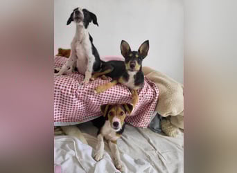 Ricky sucht geduldige Kuschelpartner
