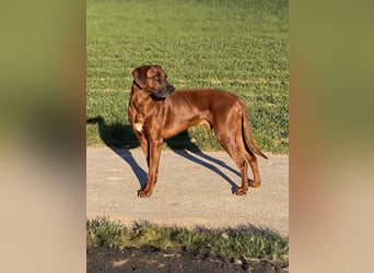Rhodesian Ridgeback Dark Wheaten