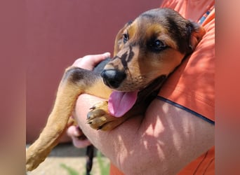 Bimini Welpe Jagdhund Mischling Rüde sucht Zuhause oder Pflegestelle