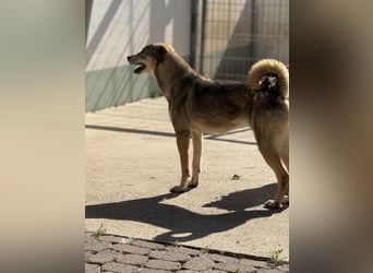 KANDIS – ein fröhlicher Entdecker sucht sein Für-Immer-Zuhause