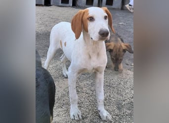 Bracken-Bub ♥ Tilly ♥ ein wahrer Sonnenschein