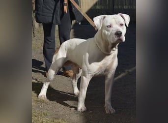 Murphy-DG, Dickkopf sucht Paten!