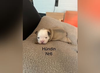 Hündin Nr 6