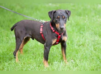 Chapi - quirliger, verschmuster Familienhund - Tierhilfe Franken e.V.