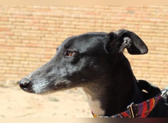 NORMA-klassische Galga: elegant, feinfühlig und voller innerer Stärke