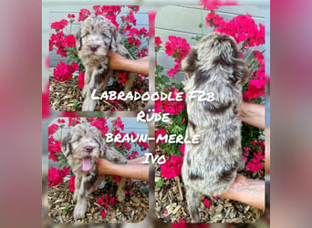 Labradoodle und Goldendoodle Mini/ Medium Welpen in verschiedenen Farben