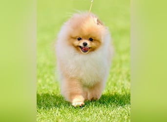 Exklusiver Pomeranian-Rüde – Showqualität, FCI