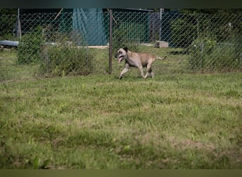 DARIJO - der liebe Kangal-Mix-Rüde sucht hundeerfahrene Menschen und träumt von einem eigenen Garten