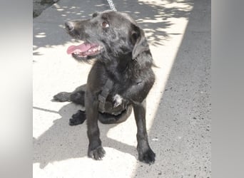 Goja ein toller Familienhund