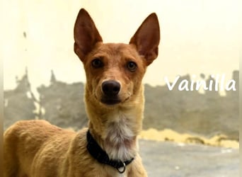 Vainilla 02/2024 (in Deutschland) - süße und sanfte kleine Podenca!