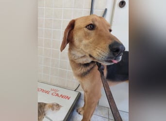 Eddie,geb.05/23,hübscher Bracken Mix Junge sucht seine Familie