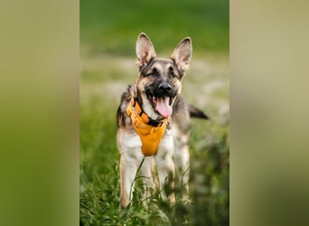Besondere Deya sucht warmes Körbchen