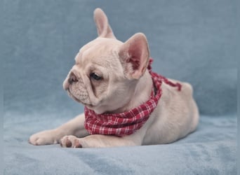 Französische Bulldogge TOP Qualität Platinum Lilac/Tan