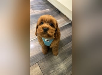 Cockapoo. F1 American Wurfankündigung Mai 2025