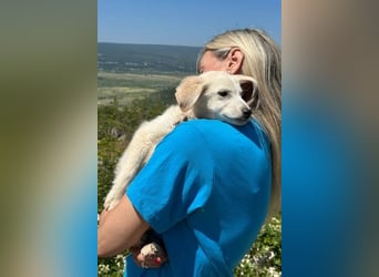 Tucker - Welpengewusel vom Feinsten