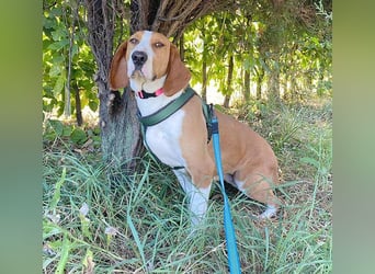 ❤️ superliebe Schmusemaus ABINA - 6 Jahre, 50cm/25kg - Balkan-Bracken-Mix