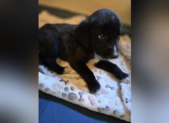 Reacher - tapferer Hundejunge
