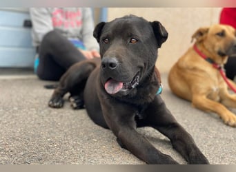 Perengano, traumhafter Shar Pei-Mix, freundlich verspielt und verkuschelt
