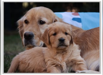 Golden Retriever Welpen vom Thüringer Wald