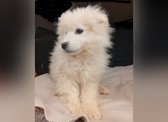 (R) ❤️ kleine Schneeflocke NERO - 3,5 Monate, später 54cm - Samojede