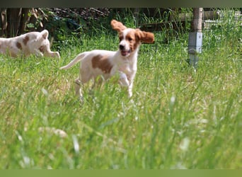 Abenteurer - Irish Red and White Setter