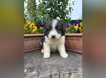 Der kleine Hugi wartet