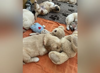 Golden Retriever Welpen