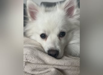 Snow SR- Eisbär sucht Zuhause