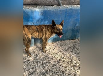 Bimba, wird immer übersehen