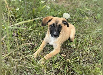 Chip 245944: Hundekind sucht ein Zuhause