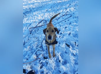 Vizsla-Mix-Rüde Bongo: schmusig und klug