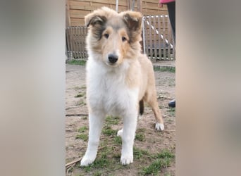 verschmuste Colliewelpen mit Papieren