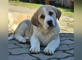 Mittelasiatischer Schäferhund mit stammbaum