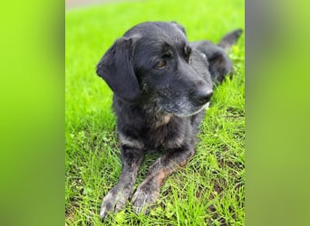 Traumwesen Senka wartet in Bingen