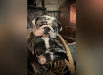 Willi u.Agnes, English Englische Bulldogge, reinrassig, Papiere, Ahnentafel, Gesundheitszeugnis lieb