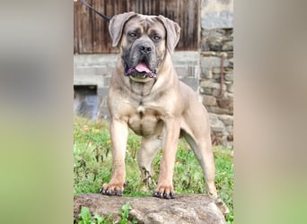 Echte reinrassige, formentino Cane Corso Welpen 