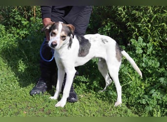 Luigi, Mix Jack Russel Terrier / Beagle , lieb und verträglich