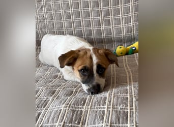 Lustige INZIR sucht eine liebevolle Familie