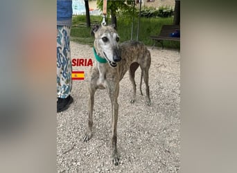 Siria,geb.03/19,freundliche Galgo Hündin sucht ihre Familie