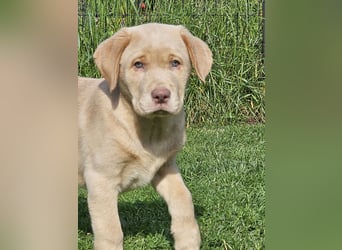 Labrador Welpen mit Ahnenpass